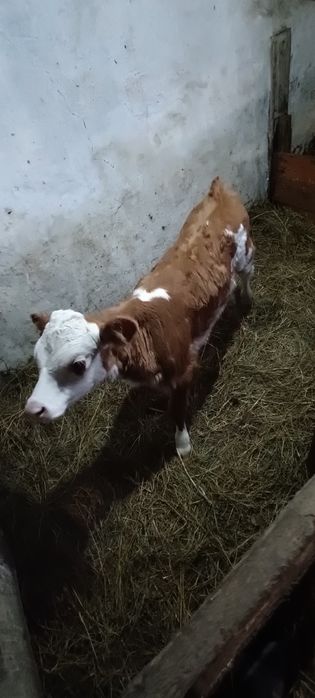 Продам телёнка телочка