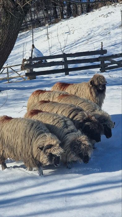 Vindem 4 miori bucălăi  și două oi la al  treilea miel!