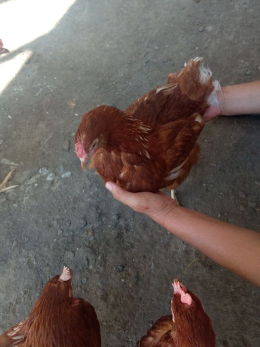 Loman braun sotiladi 50000 cheklanmagan miqdorda