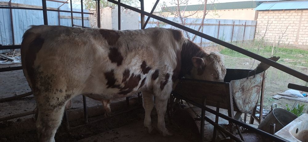 Kelishilgan holda  sotiladi dastavka uzimizdan