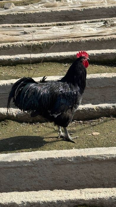 Tovuq xoʻroz tuxumlari 12000soʻm avstraloʻp ruminiya tozalari