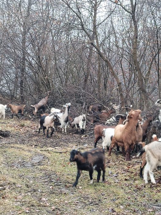 Vând 10 capre gestanta