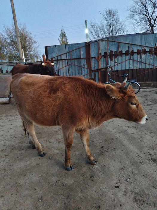 Продам 1, 5 года телочку и бычка.
