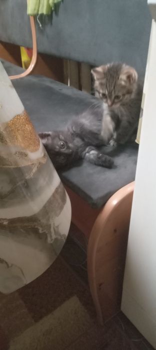 Отдам котят бесплатно