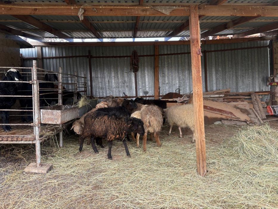 Тоқты қошқарлар сатылалы 55мыңнан