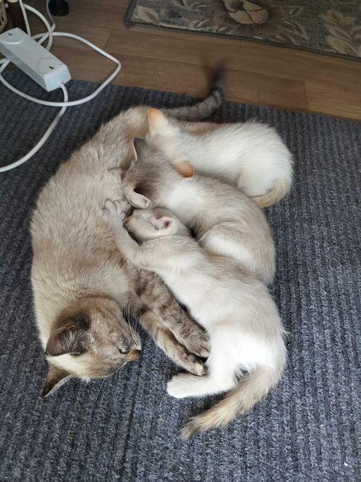 Бесплатно отдам котят