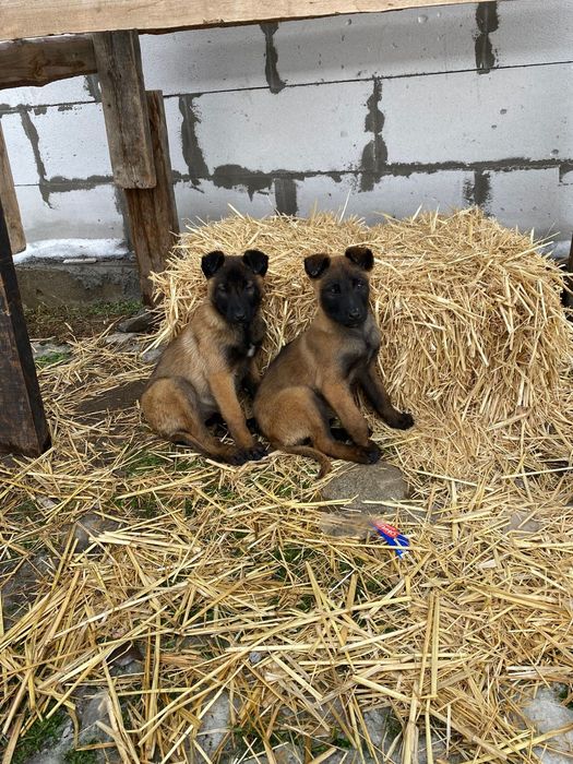 бельгийская овчарка