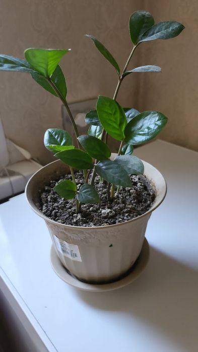 Комнатные цветы по 1000тг