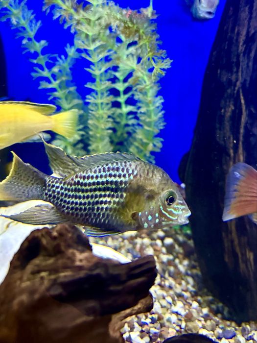 Аквариумные рыбки. Мирные, Хищные