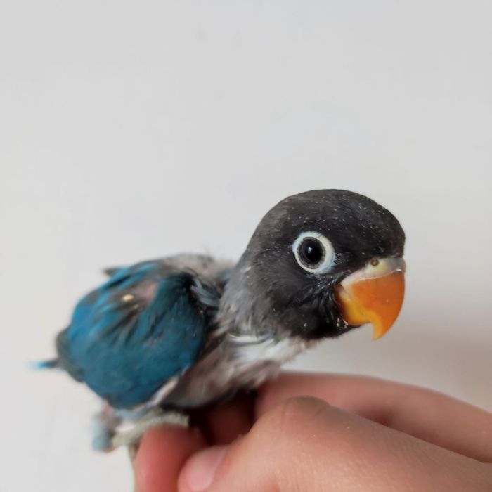 Ruchnoy popugay sotiladi