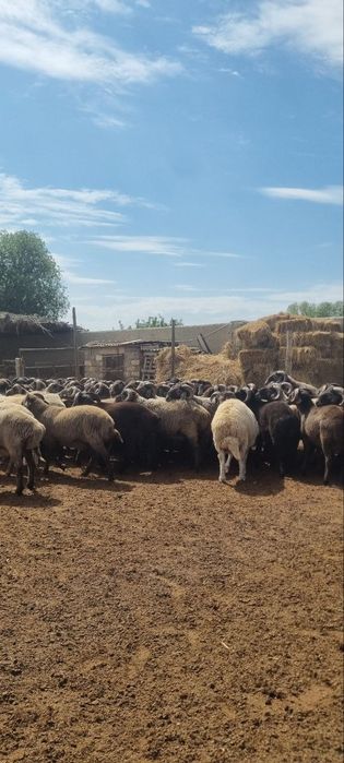 Кучкор барралар сотилади