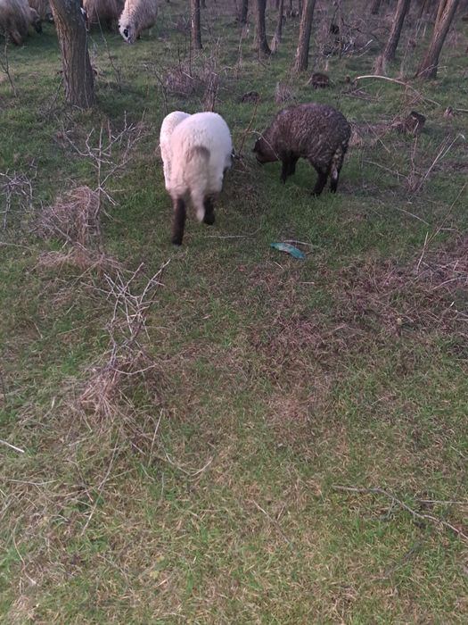 Oi de vînzare cu miei și un berbec