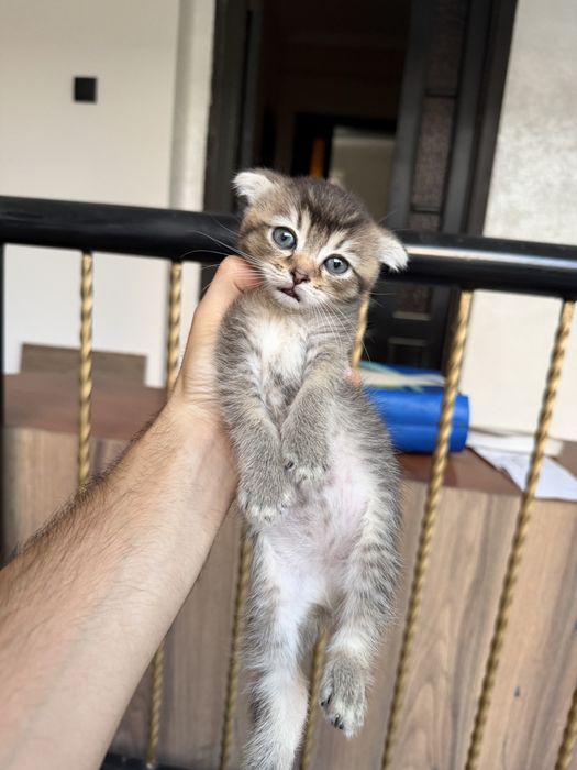 Scottish fold va strite