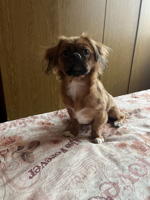 Продавам чистокръвен пекинез