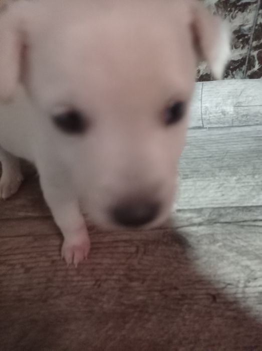 Отдам маленьких щенков