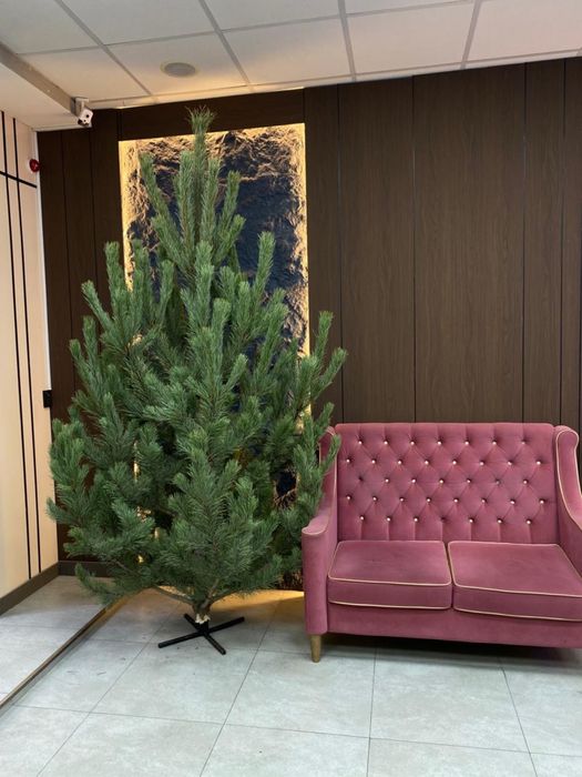 Новогодние елки сосны, ели.