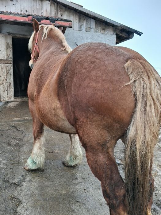 De vânzare iapa gestanta