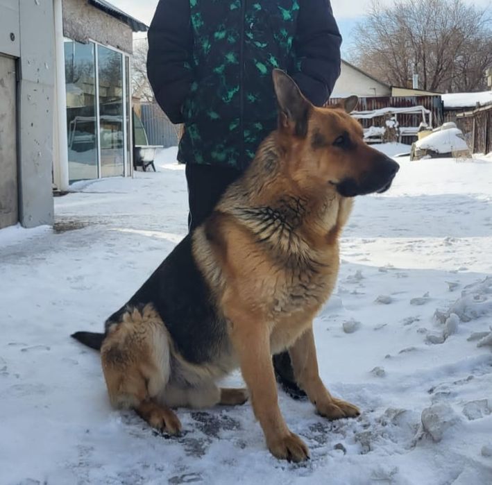 Немецкая овчарка