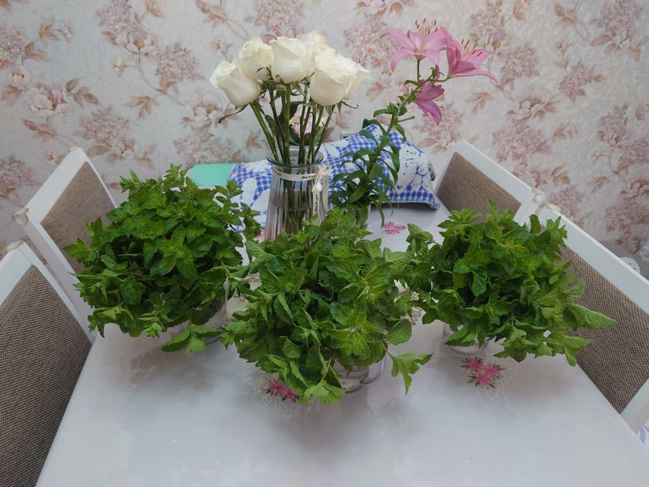 Продам свежую Мяту
