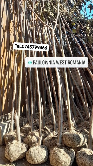 Direct din pepiniera proprie,copăcei si  butași Paulownia, creștere rapidă,3-5m/an