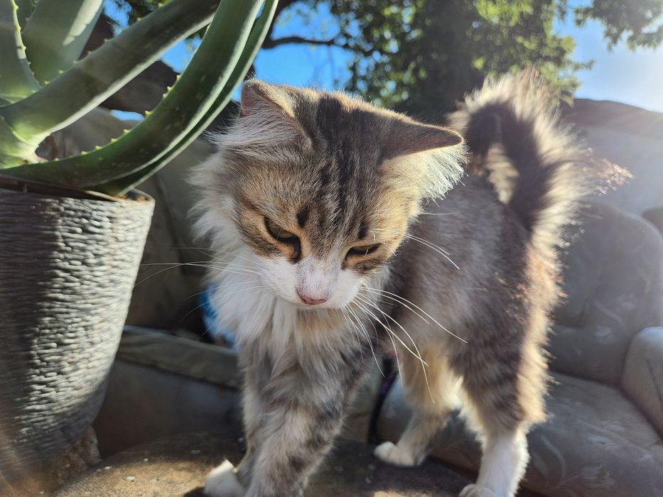 Отдам кота в добрые рука