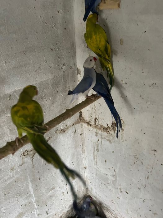 Малък Александър