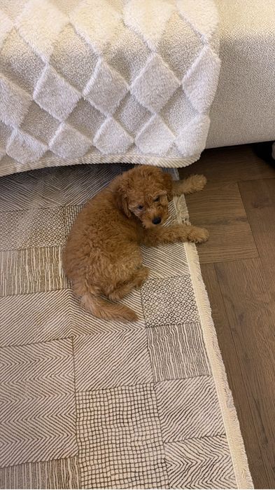 Щенок Мальтипу f1