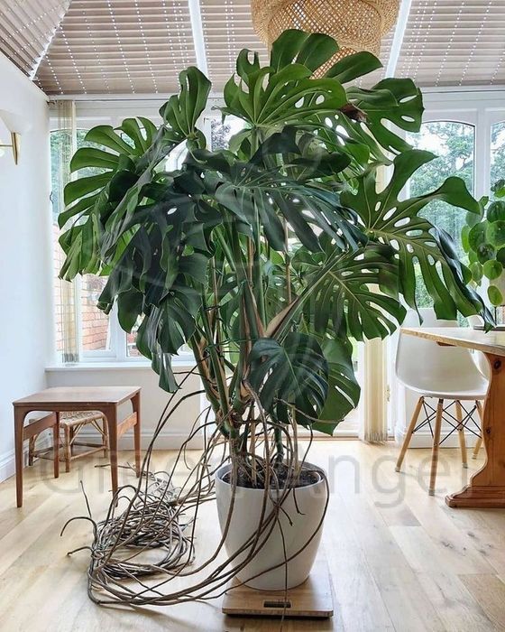 Монстера деликатесная (Monstera deliciosa)