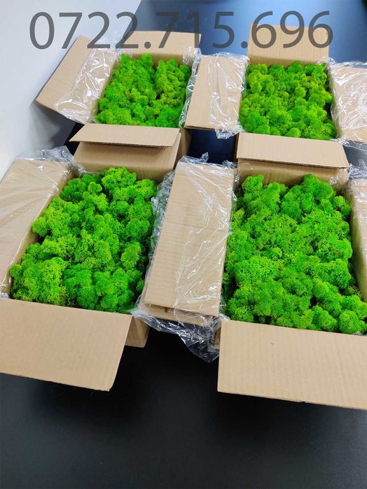 Licheni Constanta, pret Importator direct