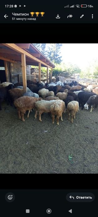 Продам баранов, багланов.