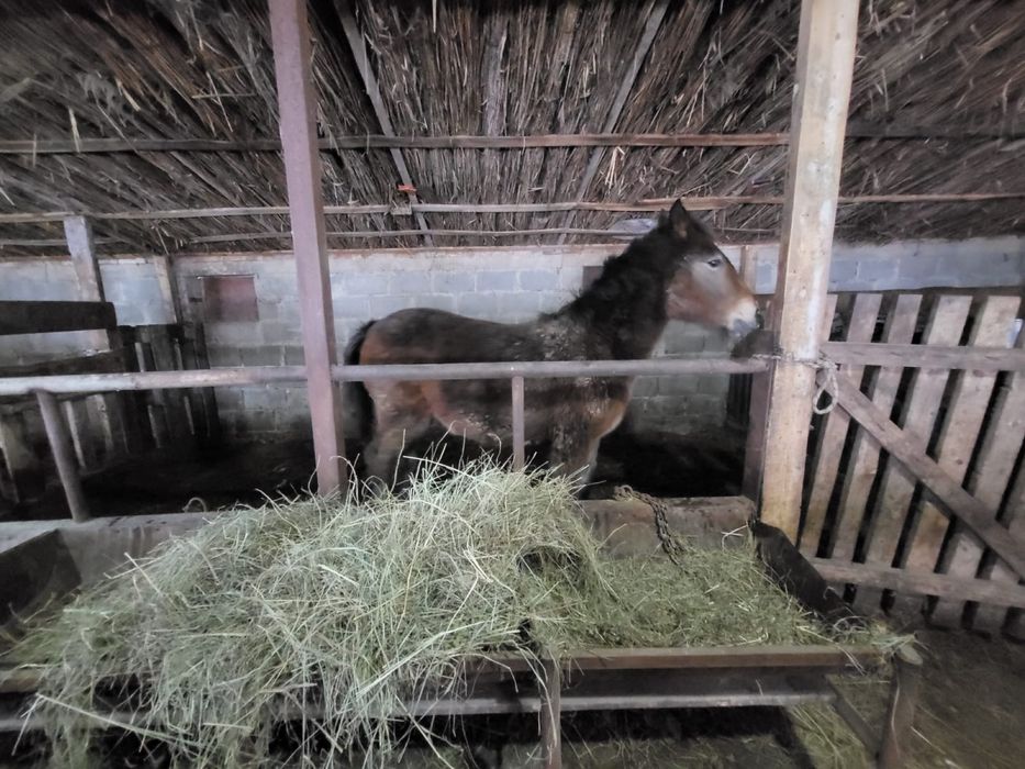 Тай согымга сатылады