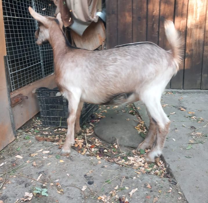 Iezi Alpină Franceză și Metiși