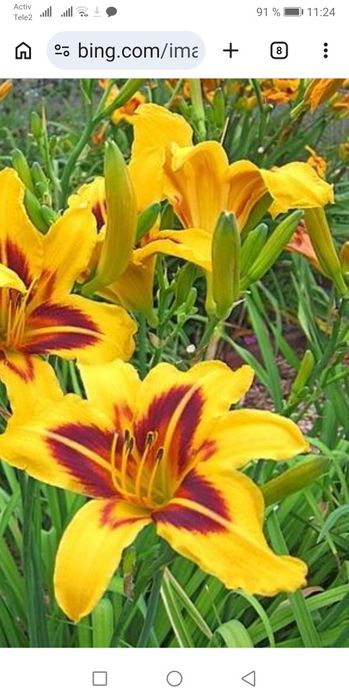 Лилейника кустик