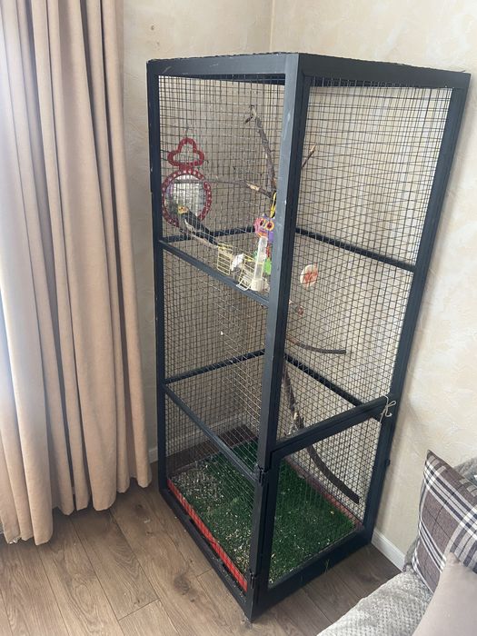 Попугай Корелла с клеткой