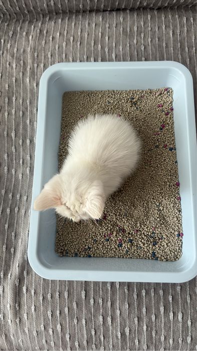 котенок 1 месяц