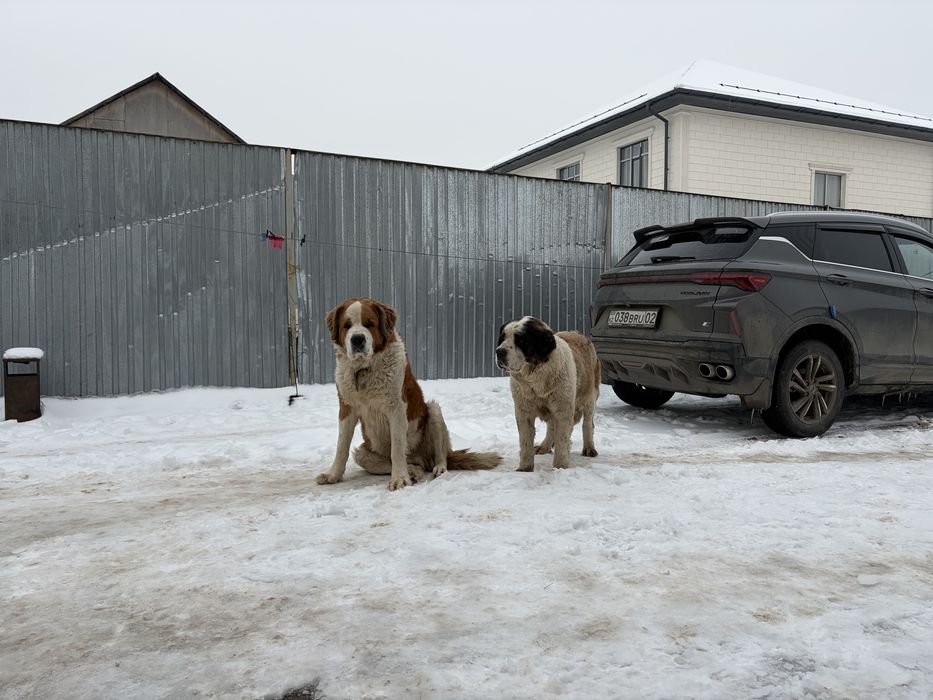 Продаются щенки московской сторожеврй