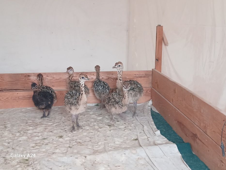 Туякуш жожалари сотилади.