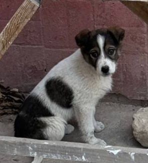 Отдам щенка девочку