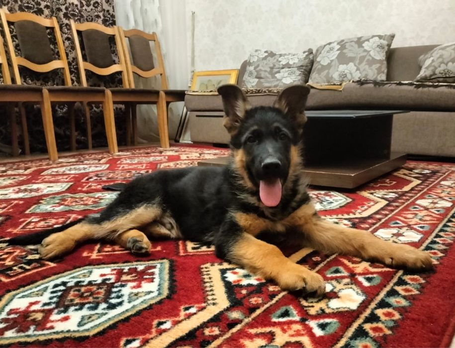 Чистокровные щенки немецкой овчарки