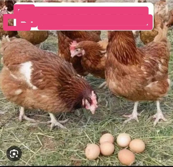 Găini roși outoare varsă 11 luni au un ciclu outor foarte bun