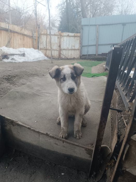 Продам срочно собаку