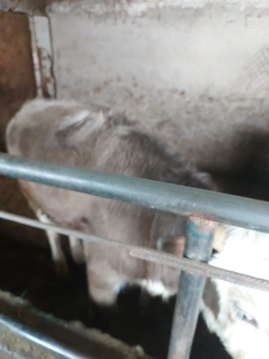 Бычки больше года