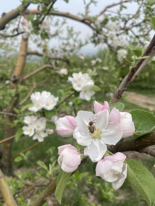 Опрыскивание деревьев.