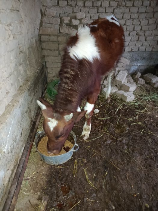 Бордақыланған өгізшелер бар