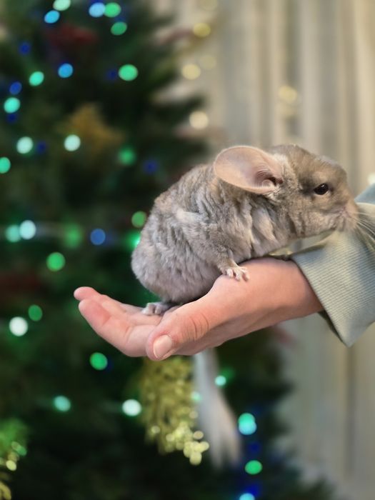 Продам шиншилл мальчиков.