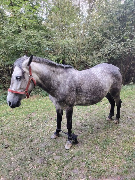 Vând iapa de șapte ani gestantă, detalii la telefon