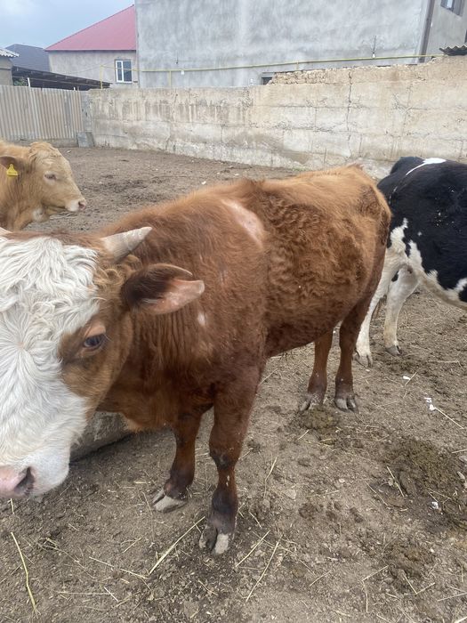 Полторашка огиздер 530000 ар бирине