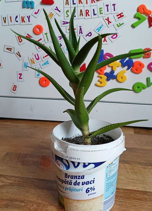 Aloe Arborescens