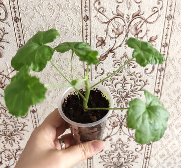 Продам пеларгонию Miss Rose