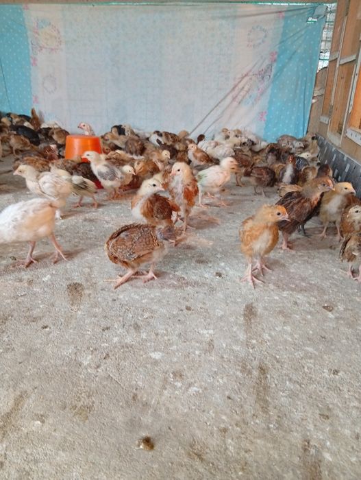 Хан хяп циплята продаются